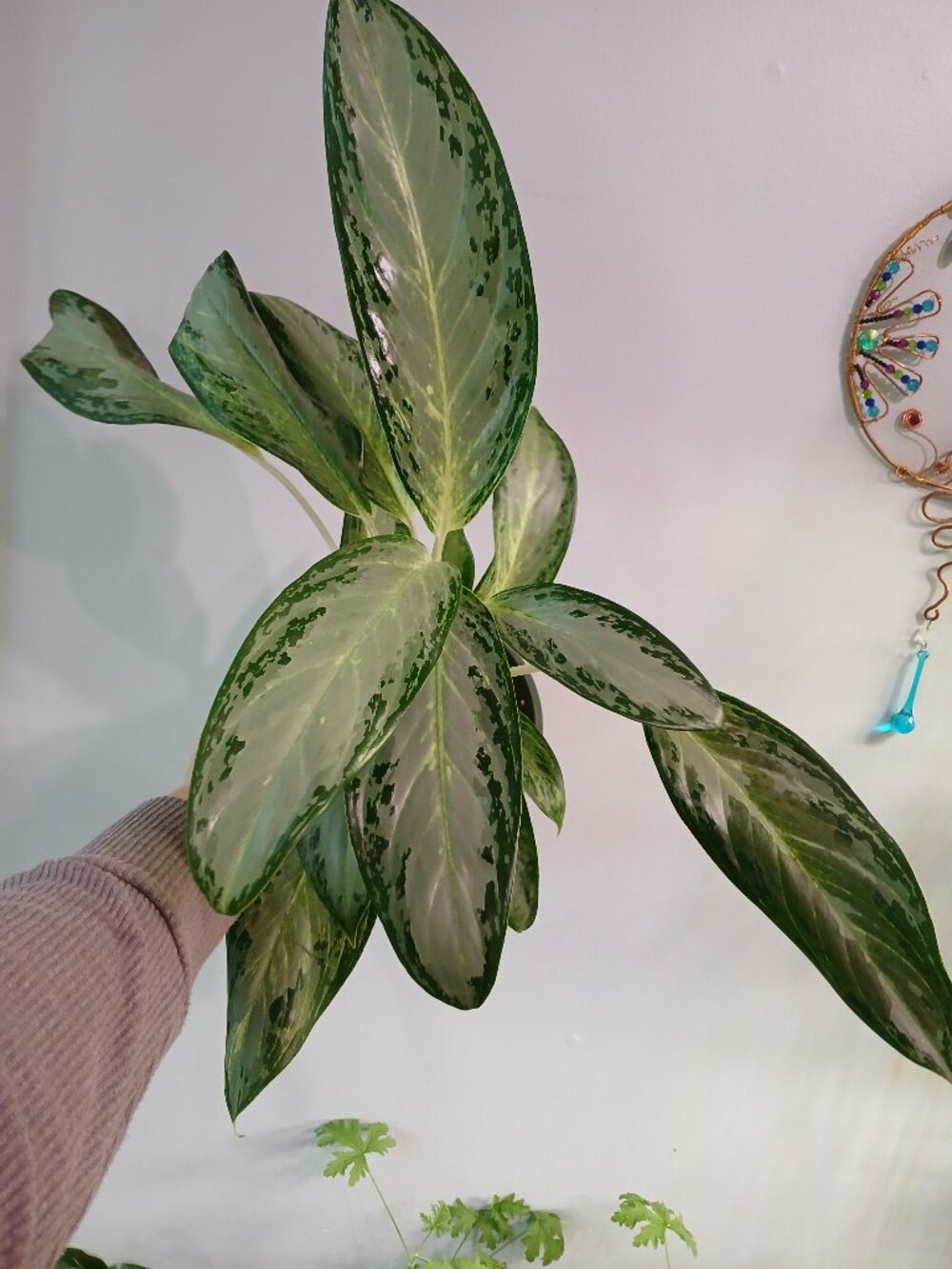 Silver Bay Aglaonema Plant
